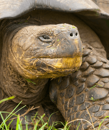 Galapagos Giant Tortoise