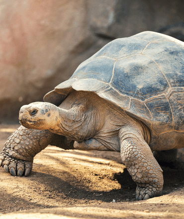 Galapagos Giant Tortoise